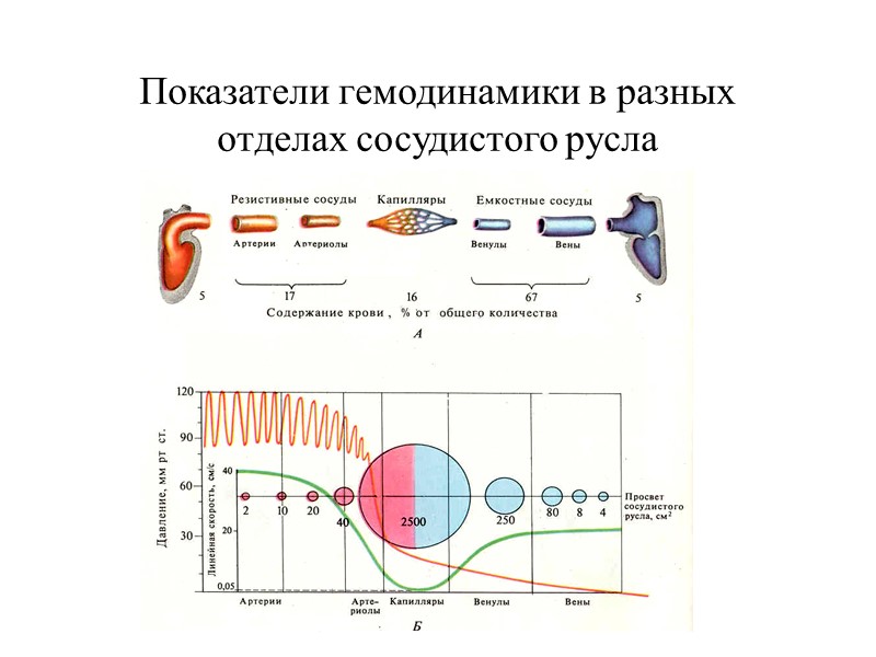 Показатели гемодинамики в разных отделах сосудистого русла